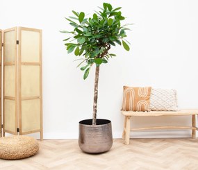 Ficus Cyathistipula boom - 190cm