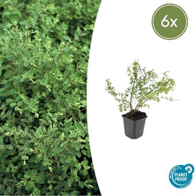 Symphoricarpos Chenaultii 'Hancock' - 20cm