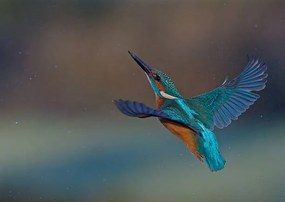 Kunstfotografie Kingfisher, mark hughes, (40 x 30 cm)