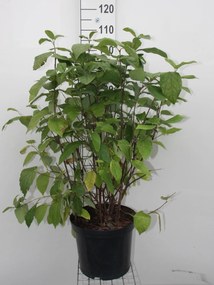 Calycanthus floridus - pot 12L - 80-100 cm