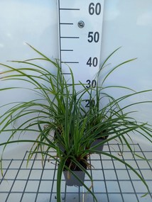 Carex morrowii 'Ice Dance' - pot 9x9 cm -