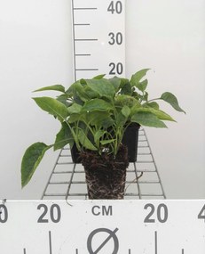 Symphytum grandiflorum - pot 9x9 cm -