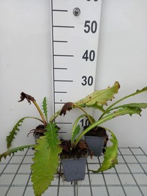 Cirsium rivulare 'Atropurpureum' - pot 9x9 cm -