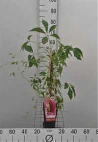 Parthenocissus quinquefolia var. engelmannii - pot - 50-60 cm -
