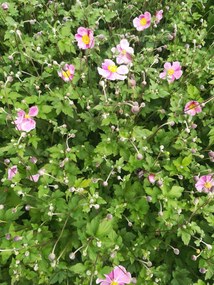 Anemone x hybrida 'Rosenschale' - pot 9x9 cm