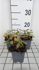 Salvia nemorosa 'Sensation Deep Rose' - pot 9x9 cm