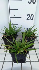Agapanthus 'Peter Pan' - pot 9x9 cm