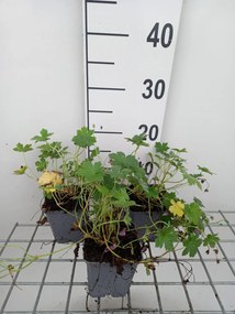 Geranium x riversleaianum 'Mavis Simpson' - pot 9x9 cm