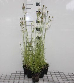 Campanula persicifolia 'Alba' - pot 9x9 cm -
