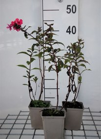 Phlox 'Starfire' - pot 9x9 cm -