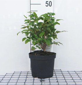 Mahonia aquifolium - pot - 25-30 cm