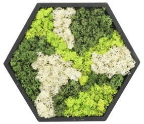 Moss Art Hexagon - D38