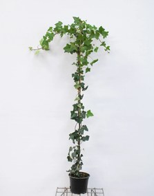 Hedera hibernica - pot - 125+ cm