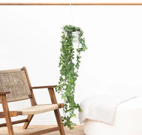 Hedera Helix wonder (klimop) - 100cm