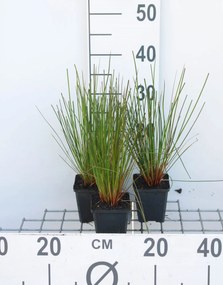 Juncus effusus - pot 9x9 cm -
