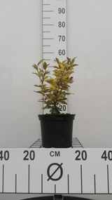 Elaeagnus x ebbingei 'Viveleg' (Chalef) - pot - 30-40 cm
