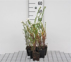 Achillea ptarmica 'The Pearl' - pot 9x9 cm