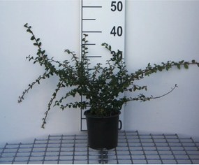 Cotoneaster x suecicus 'Skogholm' - pot 1,3L - 30-40 cm