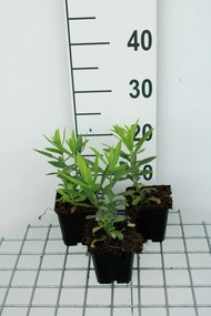 Physostegia virginiana 'Vivid' - pot 9x9 cm