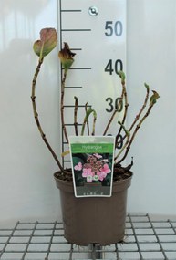 Hydrangea macrophylla 'Mariesii Perfecta' - pot - 25-30 cm