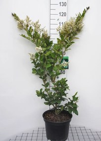Ligustrum japonicum 'Texanum' - pot 10L - 60-80 cm