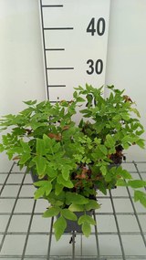 Osmunda regalis 'Purpurascens' - pot 9x9 cm