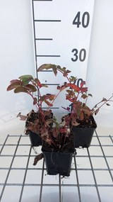 Sanguisorba 'Pink Brushes' - pot 9x9 cm