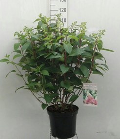 Hydrangea paniculata 'DVPPinky' (Pinky Winky) - pot 12L - 80-100 cm