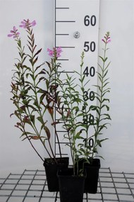 Physostegia virginiana 'Bouquet Rose' - pot 9x9 cm