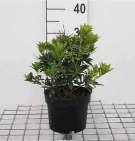 Pieris japonica 'Debutante' - pot 2L - 20-30 cm
