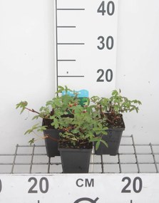 Potentilla palustris - pot 9x9 cm -