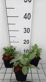 Lychnis coronaria - pot 9x9 cm