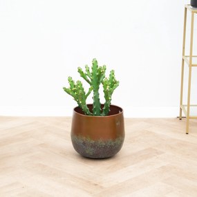 Euphorbia Maurentania - 50 cm