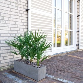 Combi deal - Chamaerops Humilis inclusief  Grigio Box - 80cm