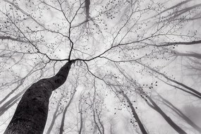 Foto A view of the tree crown, Tom Pavlasek, (40 x 26.7 cm)