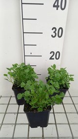 Campanula cochleariifolia 'Blue Baby' - pot 9x9 cm