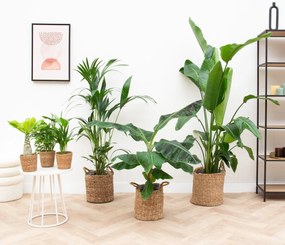 Eensgezinswoning plantenpakket inclusief manden