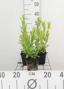 Lythrum salicaria'Robert'- pot 9x9 cm - Kattenstaart
