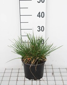 Deschampsia cespitosa - pot 3L