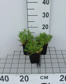 Chamaemelum nobile 'Ligulosum' - pot 9x9 cm (Roomse kamille) -