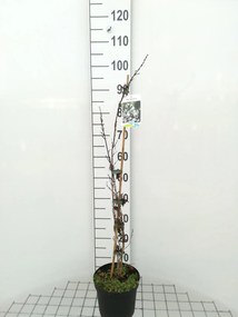Abeliophyllum distichum - pot - 30-40 cm