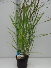 Panicum virgatum 'Squaw' - pot 3L