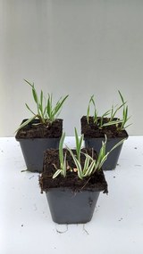 Arrhenatherum elatius'Variegatum'- pot 9x9 cm