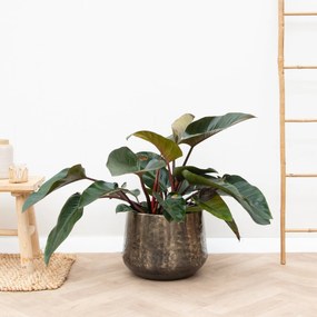 Philodendron Red Beauty - 100cm