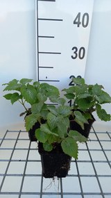 Lamium orvala - pot 9x9 cm