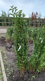 Ligustrum ovalifolium - blote wortel - 90-120 cm -