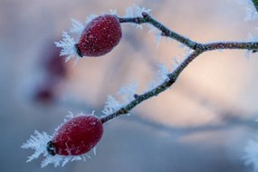 Foto The red fruits of the dog, Edda Dupree