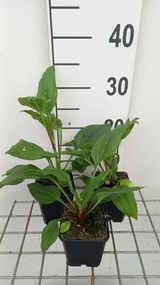 Echinacea 'Hot Summer' - pot 9x9 cm -