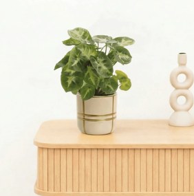 Bambino Syngonium Pixie - 15cm