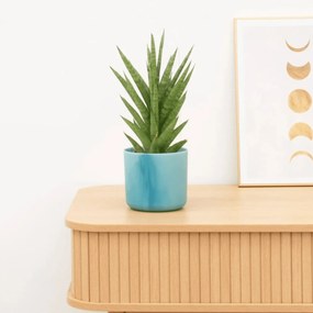 Sansevieria Starshooter - 30 cm